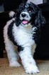 Small Photo #1 Poodle (Standard) Puppy For Sale in COVINGTON, GA, USA