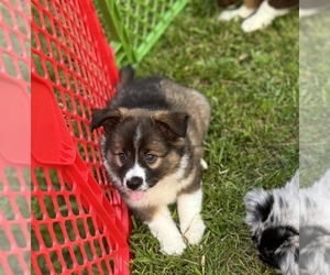 Medium Australian Shepherd-Miniature Australian Shepherd Mix