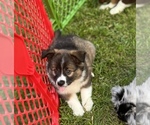 Puppy Gizmo Australian Shepherd-Miniature Australian Shepherd Mix