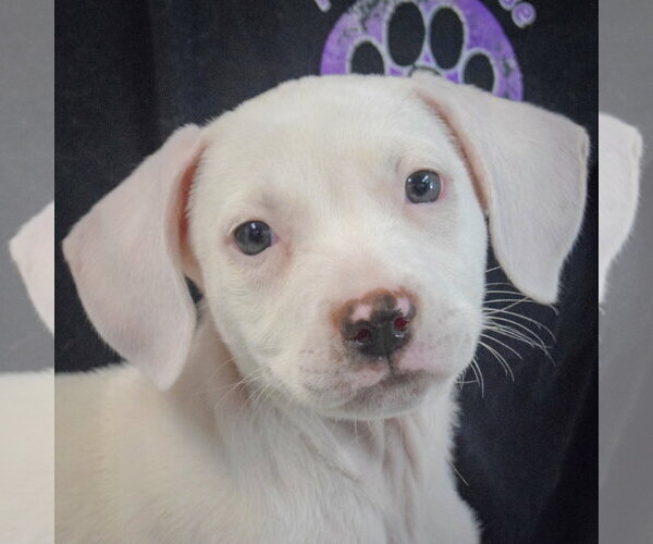 Medium Photo #6 Colonial Cocker Spaniel-English Setter Mix Puppy For Sale in Huntley, IL, USA