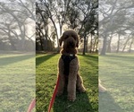 Small #30 Goldendoodle