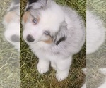Small Photo #36 Miniature Australian Shepherd Puppy For Sale in LA CANADA FLINTRIDGE, CA, USA