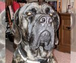Small Photo #1 Mastiff Puppy For Sale in MITCHELL, NE, USA
