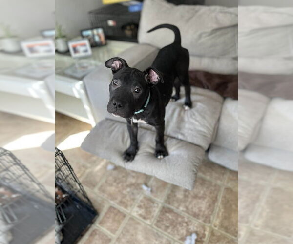 Medium Photo #1 Mutt Puppy For Sale in Springdale, PA, USA