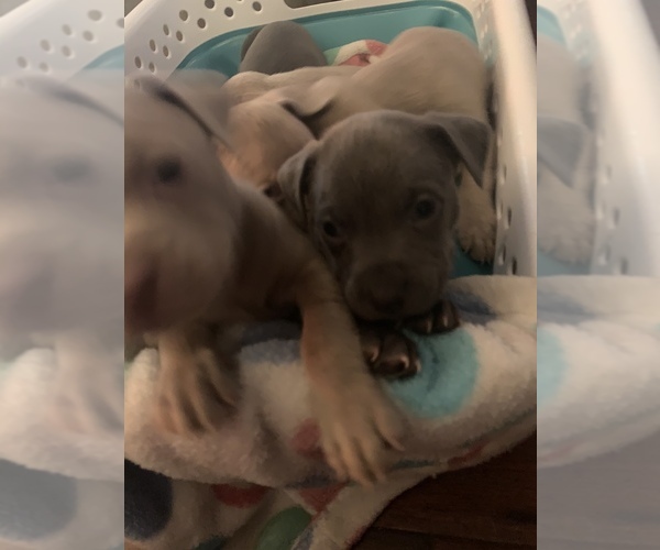 Medium Photo #10 American Pit Bull Terrier Puppy For Sale in WILLOW SPRING, NC, USA