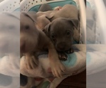 Small Photo #10 American Pit Bull Terrier Puppy For Sale in WILLOW SPRING, NC, USA