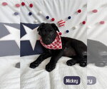 Small Photo #5 Labrador Retriever-Unknown Mix Puppy For Sale in Lakewood, CO, USA
