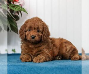 Goldendoodle (Miniature) Puppy for Sale in EAST EARL, Pennsylvania USA