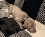 Small Photo #9 Weimaraner Puppy For Sale in NEWCASTLE, OK, USA