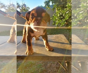English Bulldog Puppy for sale in WEST COVINA, CA, USA