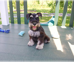 Small #7 Schnauzer (Miniature)