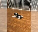 Small Photo #4 Shih Tzu Puppy For Sale in ZANESVILLE, OH, USA
