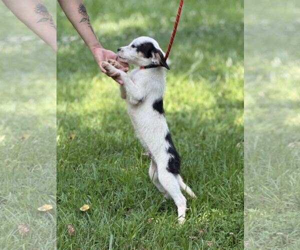 Medium Photo #4 Mutt Puppy For Sale in Yardley, PA, USA