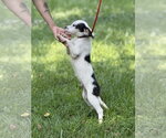 Small #3 Mutt