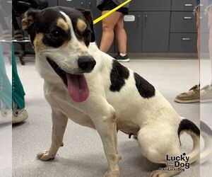 Bailey - Female Labrador Retriever-Unknown Mix Dog for Adoption - Photo #2