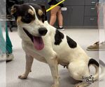 Small #1 Labrador Retriever Mix