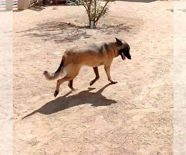 Medium Photo #10 Mutt Puppy For Sale in Apple Valley, CA, USA