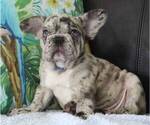 Small Photo #2 French Bulldog Puppy For Sale in COCOA, FL, USA