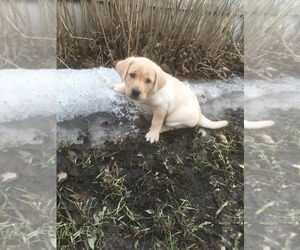 Labrador Retriever Puppy for sale in SACRED HEART, MN, USA