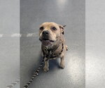 Small #2 Mutt