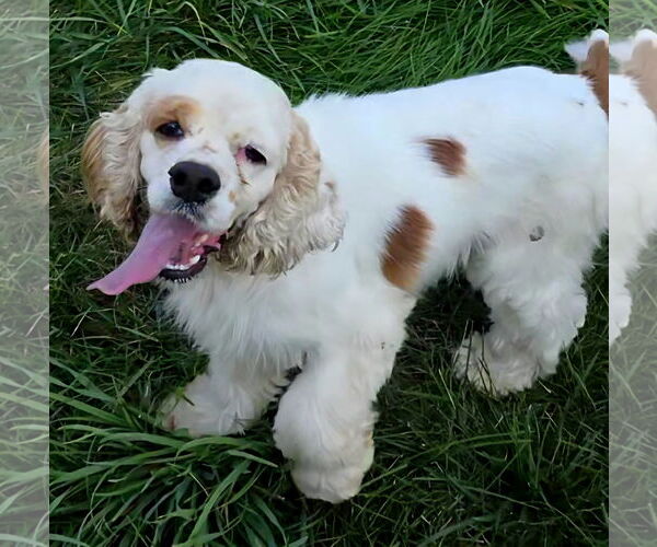Medium Photo #4 Cocker Spaniel Puppy For Sale in Belleuve, NE, USA