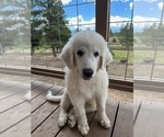 Small Photo #1 Great Pyrenees Puppy For Sale in MONTROSE, CO, USA