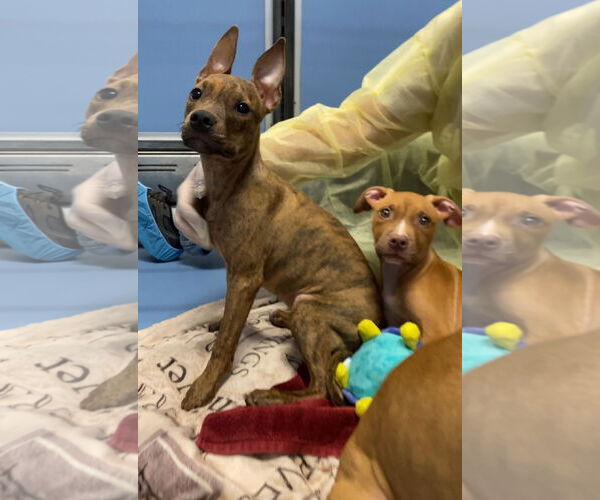 Medium Photo #39 Mutt Puppy For Sale in Philadelphia, PA, USA