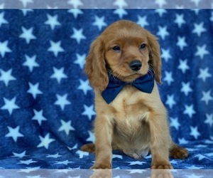 Golden Retriever Puppy for sale in LANCASTER, PA, USA