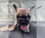 Small Photo #13 French Bulldog Puppy For Sale in SAN DIEGO, CA, USA