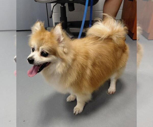 Medium Photo #2 Pomeranian Puppy For Sale in South Bend, IN, USA