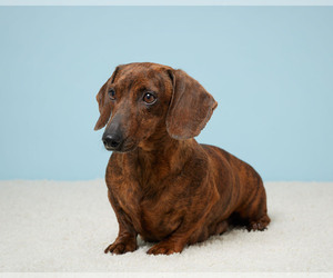 Mother of the Dachshund puppies born on 02/07/2024