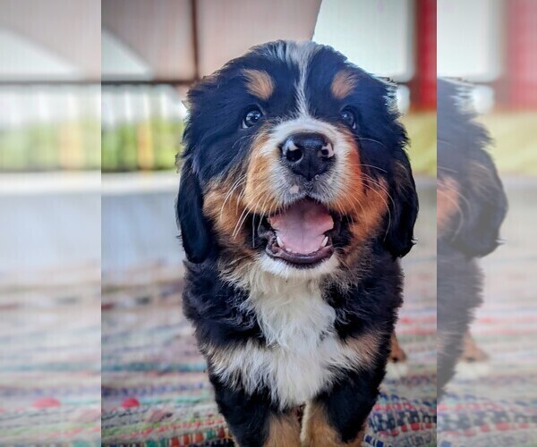 Medium Photo #1 Bernese Mountain Dog Puppy For Sale in OREGON CITY, OR, USA