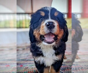 Bernese Mountain Dog Puppy for sale in OREGON CITY, OR, USA