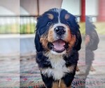 Small Photo #1 Bernese Mountain Dog Puppy For Sale in OREGON CITY, OR, USA