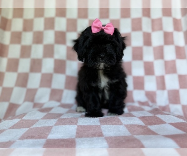 Medium Photo #4 Shih-Poo Puppy For Sale in LAKELAND, FL, USA