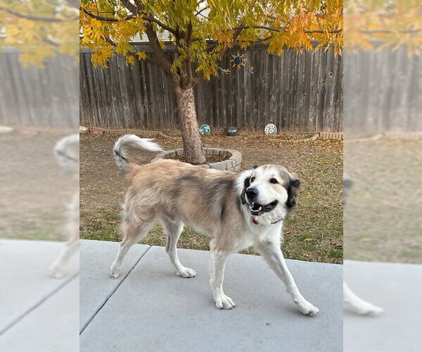 Medium Photo #7 Great Pyrenees Puppy For Sale in Fort Worth, TX, USA