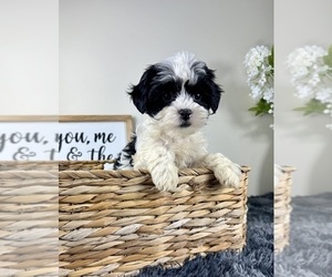ShihPoo Puppy for sale in GREENFIELD, IN, USA
