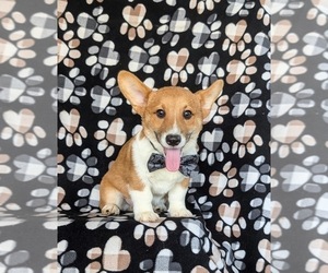 Pembroke Welsh Corgi Puppy for sale in CHRISTIANA, PA, USA