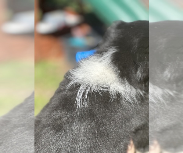 Medium Photo #5 Border Collie-Miniature Australian Shepherd Mix Puppy For Sale in MITCHELL, OR, USA
