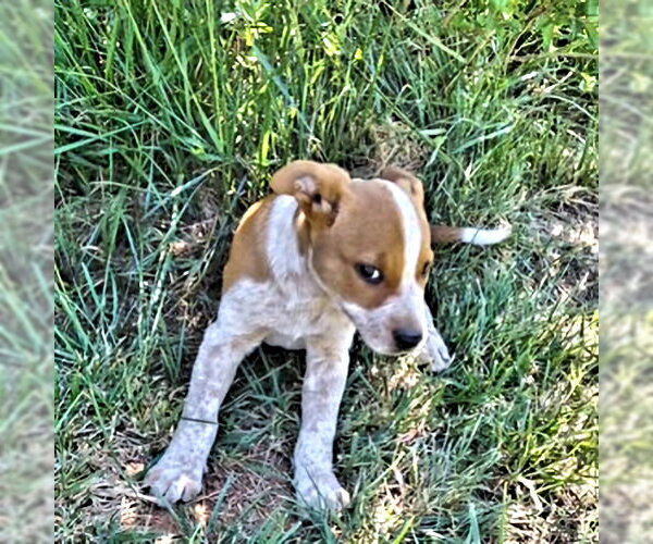 Medium Photo #3 Boxer-Unknown Mix Puppy For Sale in Rutherfordton, NC, USA