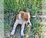 Small #2 Boxer Mix