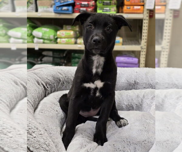 Medium Photo #10 German Shepherd Dog-Unknown Mix Puppy For Sale in Lakewood, CO, USA