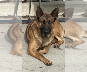 Father of the Malinois puppies born on 03/07/2025
