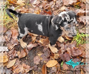 Catahoula Leopard Dog Puppy for sale in MORAN, MI, USA