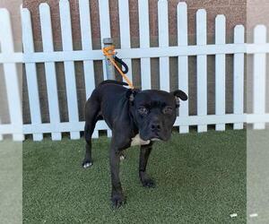 Mutt Dogs for adoption in Modesto, CA, USA