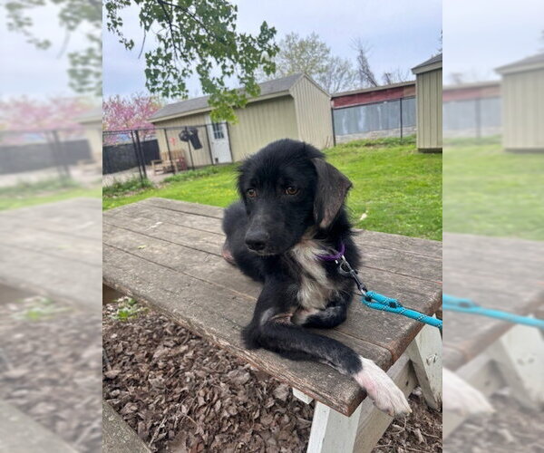 Medium Photo #3 Mutt Puppy For Sale in Elmsford, NY, USA