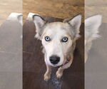 Small #3 Siberian Husky Mix