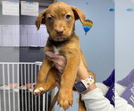 Small #5 Australian Shepherd Mix