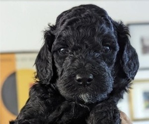 Goldendoodle-Poodle (Toy) Mix Puppy for sale in HENDERSON, NV, USA