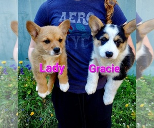 Pembroke Welsh Corgi Litter for sale in GRAHAM, WA, USA